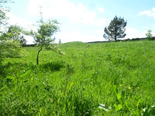 the wild field above the house